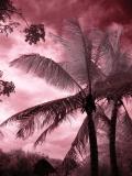 Dark Palms