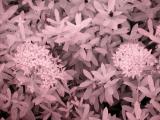 Hedge Close Up