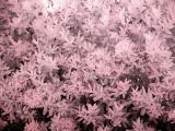 Hedge