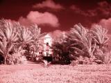 House with Palms Close Up
