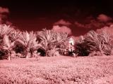 House with Palms