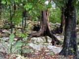 Tree Roots