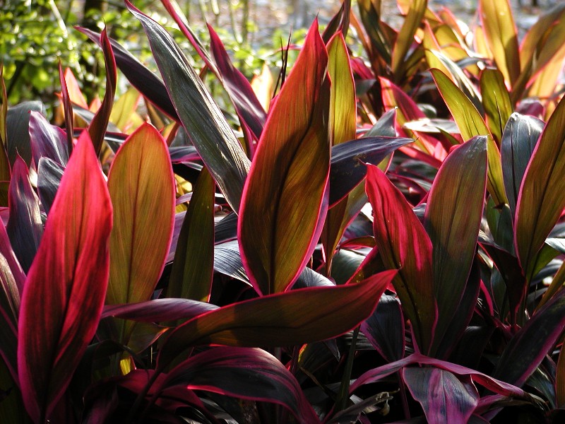 Red and Green Leaves