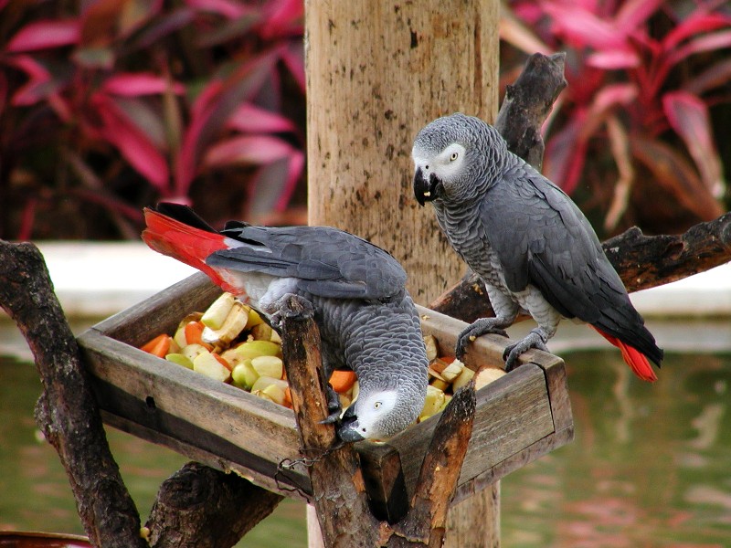 Grey Parrots