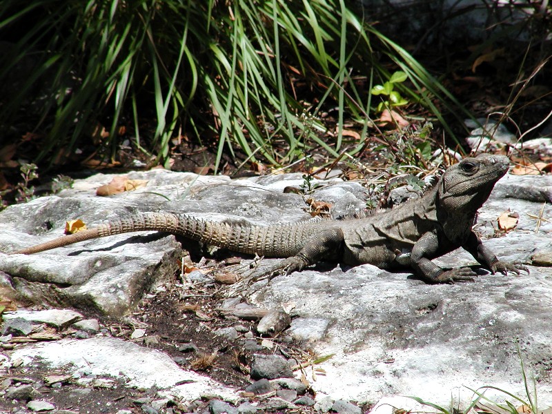 Iguana