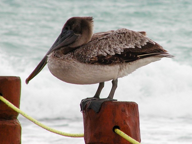Pelican