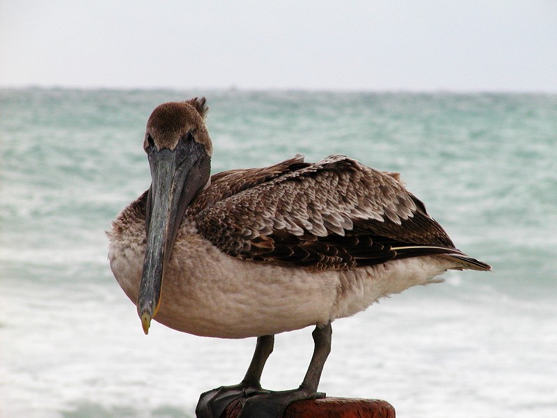 Pelican 2