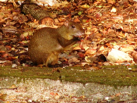 Agouti