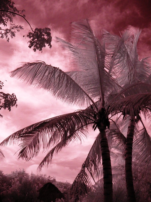 Dark Palms