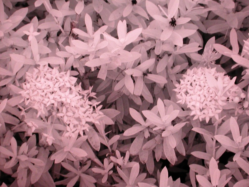 Hedge Close Up