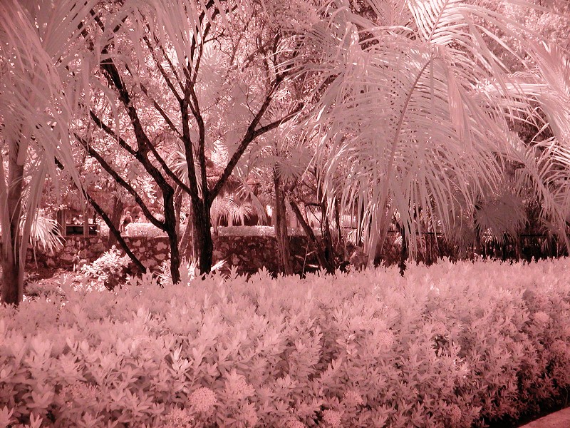 Hedge with Trees