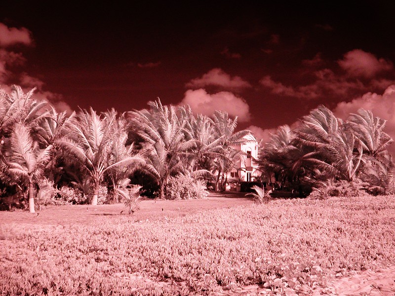 House with Palms
