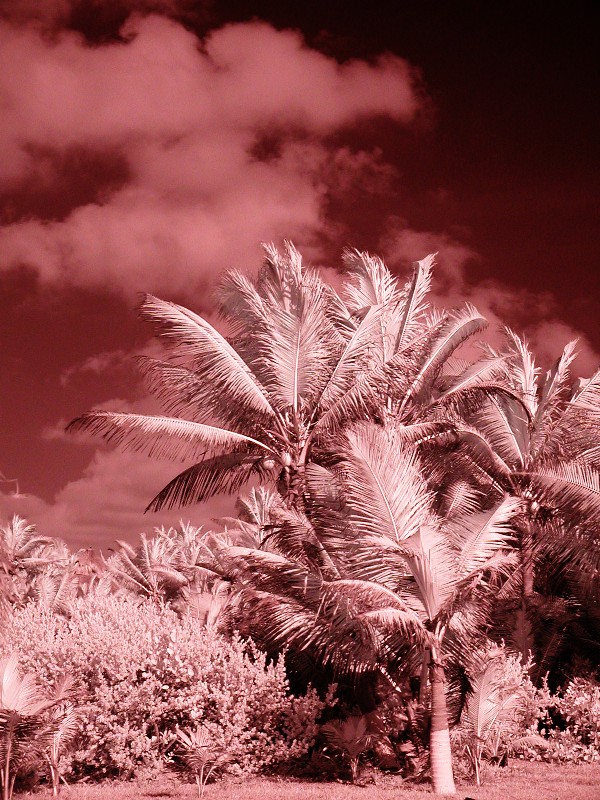 Palms with Dark Sky