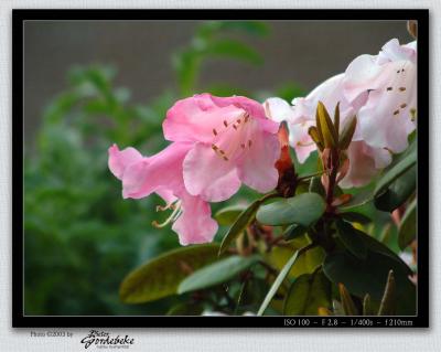 Rhododendron