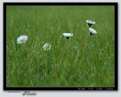 Daisies