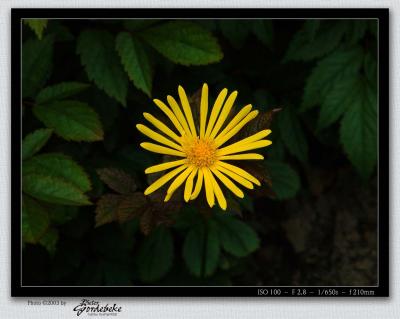 Doronicum orientale (sunflower)