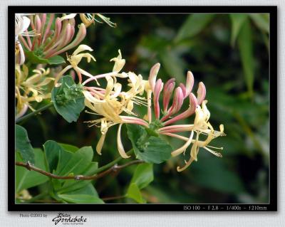 Lonicera (honeysuckle?)