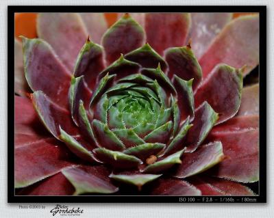 Sempervivum close-up