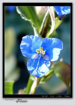 Commelina tuberosa (dayflower)