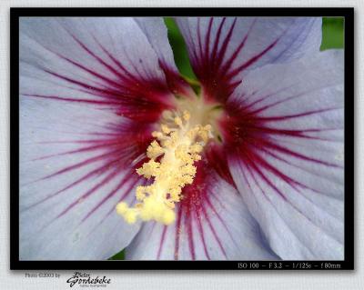Hibiscus close-up