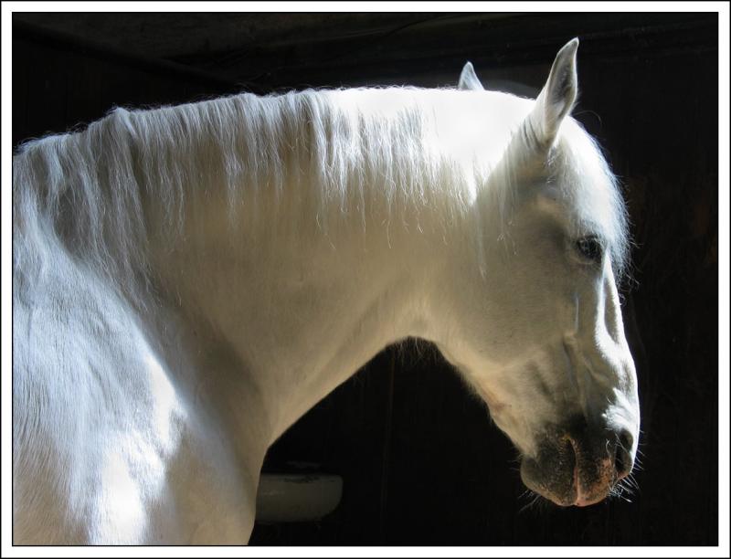 chantilly - muse vivant du cheval