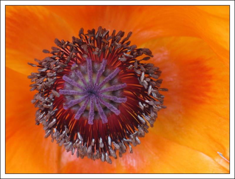 papaver