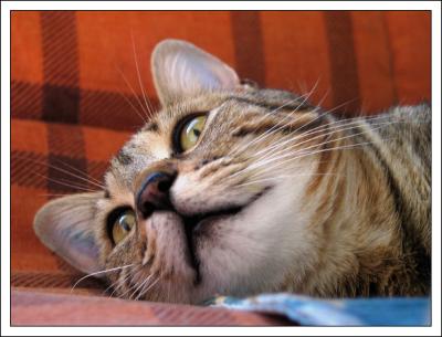 u27/pingupingu/medium/16655543.tigre0031.jpg