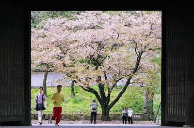 Tokyo blossoms