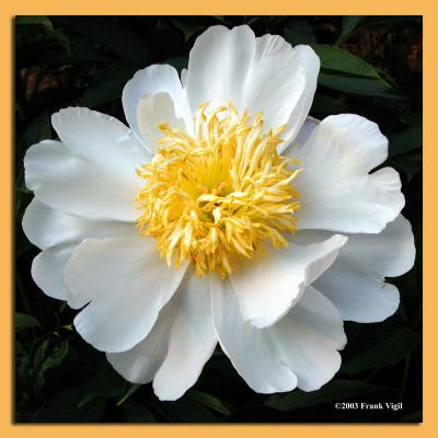 Yellow on White