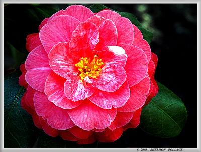 u27/pollackphoto/medium/16087368.Camelia5.jpg