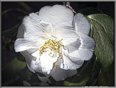 u27/pollackphoto/medium/16087369.CAMELIAXX.jpg