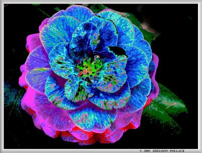 u27/pollackphoto/medium/16087370.Cameliaxx5.jpg