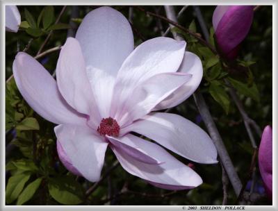 Magnolia-3.jpg