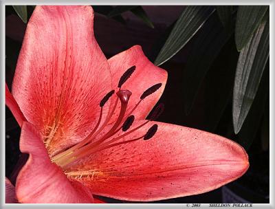 red-easter-lilly.jpg