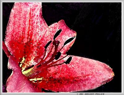 RED-LILLY-WATER-COLOR-4.jpg