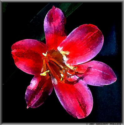 red-lilly-watercolor.jpg