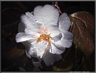 u27/pollackphoto/medium/16087453.whitecameliaxx2.jpg
