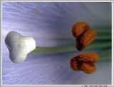 Easter-lilly-stamin.jpg