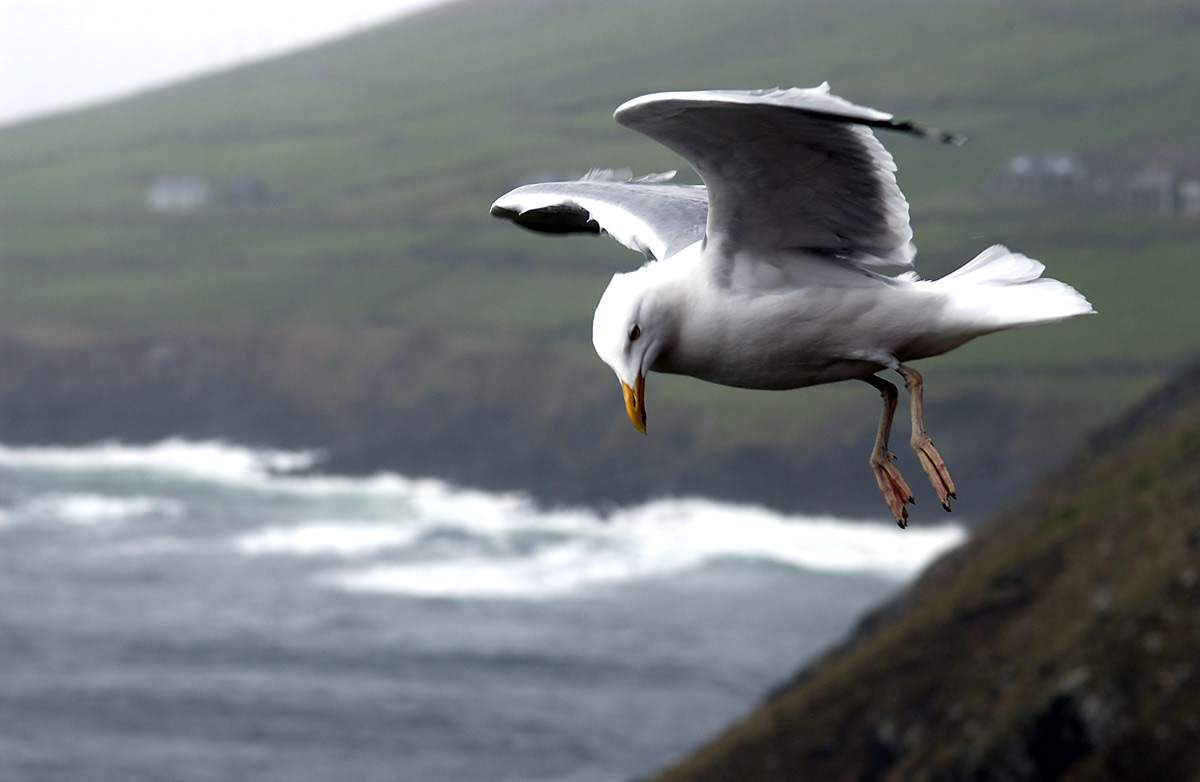 Seagull