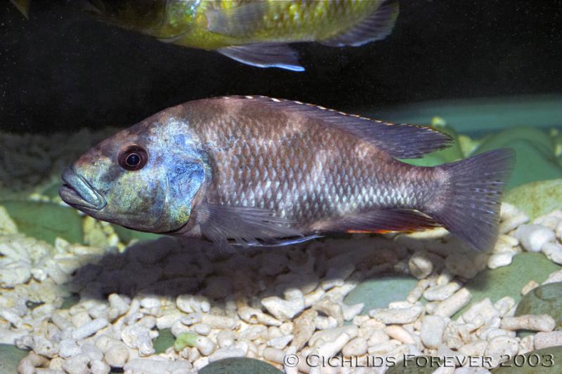 Nimbochromis livingstonii