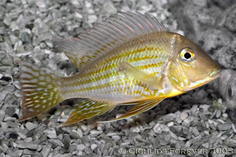 Geophagus sp Rio Areoes