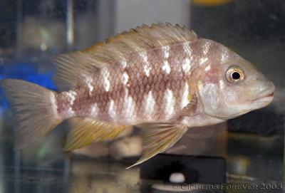 Petrochromis sp. Red Mpimbwe (Female)