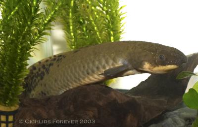 Neoceratodus forsteri (Australian Lungfish)