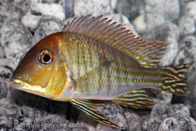 Geophagus 'Red Head Tapajos'