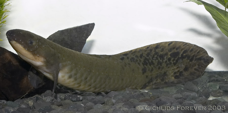 Neoceratodus forsteri (Australian Lungfish)