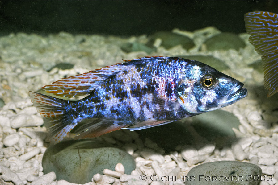 OB Dimidiochromis compressiceps