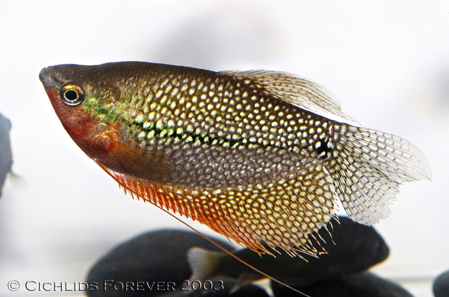 Trichogaster leeri (Pearl Gourami)