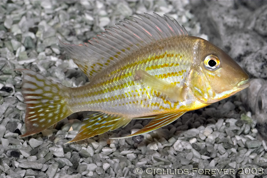 Geophagus sp Rio Areoes
