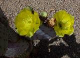 Beaver Tail Catcus Flower #2