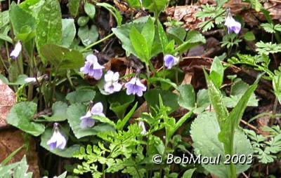 Common Blue Violet-N